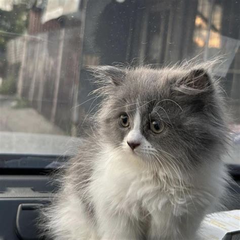 Cebu Persian Cats .